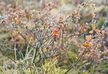 Мраз и магла на истоку, поподне осетно топлије време Јесен, мраз