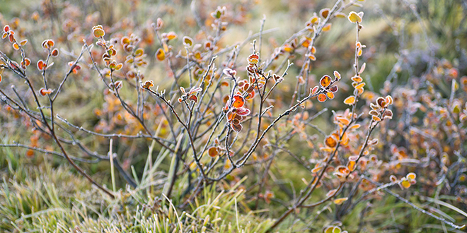 Јесен, мраз Јесен, мраз