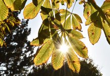 Данас променљиво облачно са сунчаним периодима, највиша дневна температура до 21 степен Јесен, сунце