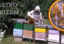 „Три пчелице” својим медом туристе не остављају равнодушним (ВИДЕО) Гастро туризам: „Три пчелице” својим медом туристе не остављају равнодушним