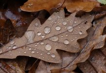 Облаци, слаба киша, али и сунце – температура до 16 степени Јесен, лишће, капљице кише