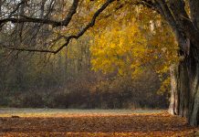 Више сунца и мало топлије, али ујутру хладно Јесен