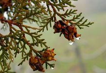 Облачно, местимично са кишом, највиша дневна температура до 15 степени Јесен, киша, природа