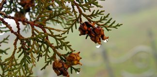 Облачно, местимично са кишом, највиша дневна температура до 15 степени Јесен, киша, природа