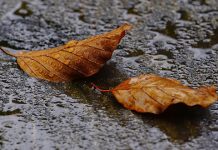 Претежно облачно, местимично са кишом, највиша дневна температура до 14 степени Јесен, лишће, киша