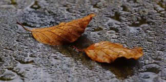 Претежно облачно, местимично са кишом, највиша дневна температура до 14 степени Јесен, лишће, киша