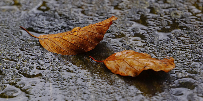 Јесен, лишће, киша Јесен, лишће, киша