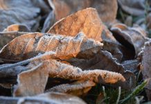 Наоблачење са мешовитим падавинама, понегде киша која ће се ледити при тлу Мраз, лишће