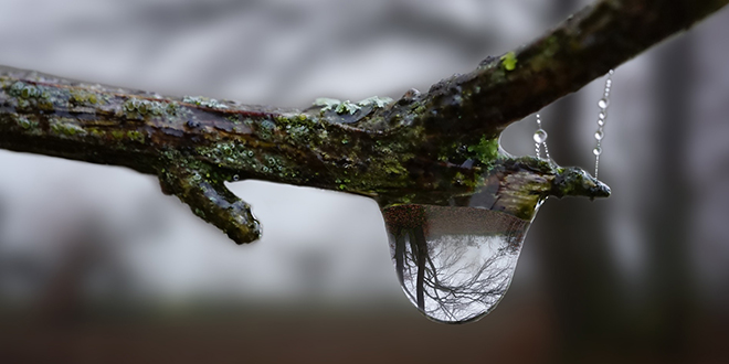 Облачно, грана, капљица кише