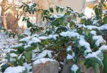 Умерено до претежно облачно и без падавина Снег, лишће