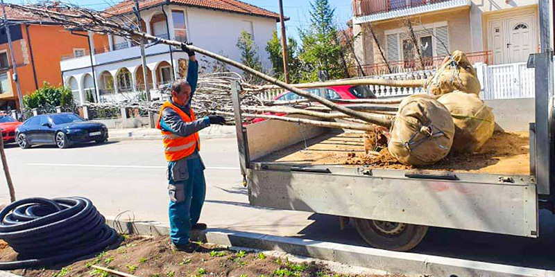 Почела садња дрвореда у улици Ивана Милутиновића у Зајечару