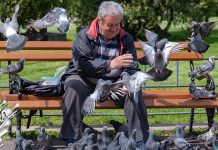 Током дана сунчано, крајем дана могућа киша – највиша дневна температурa у земљи до 20 степени Старији мушкарац седи на клупи и храни голубове