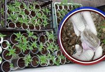 Заједничким радом припадника полицијских управа у Нишу, Зајечару, Прокупљу и Врању ухапшени чланови криминалне групе МУП – Марихуана