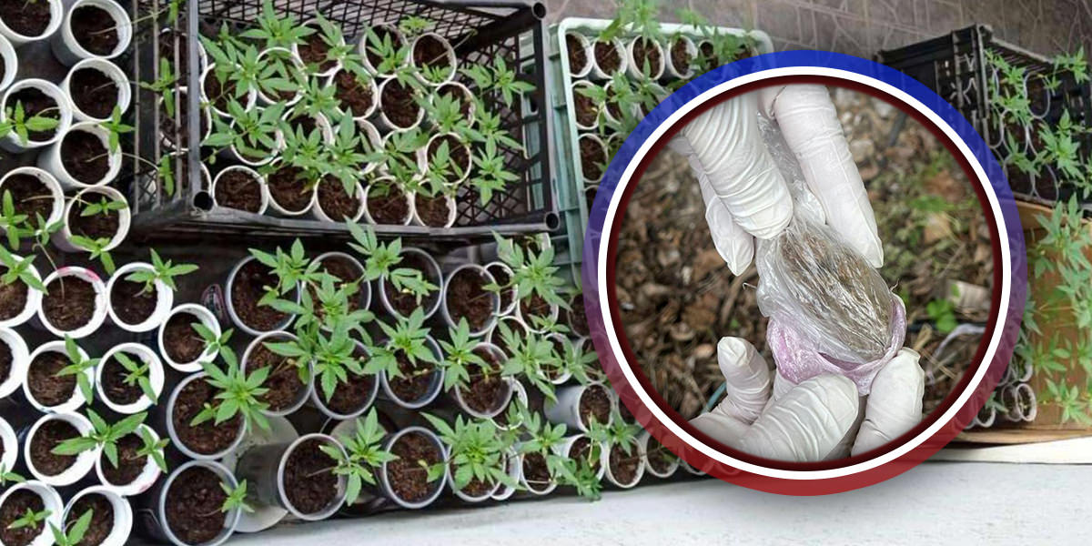 МУП – Марихуана МУП – Марихуана