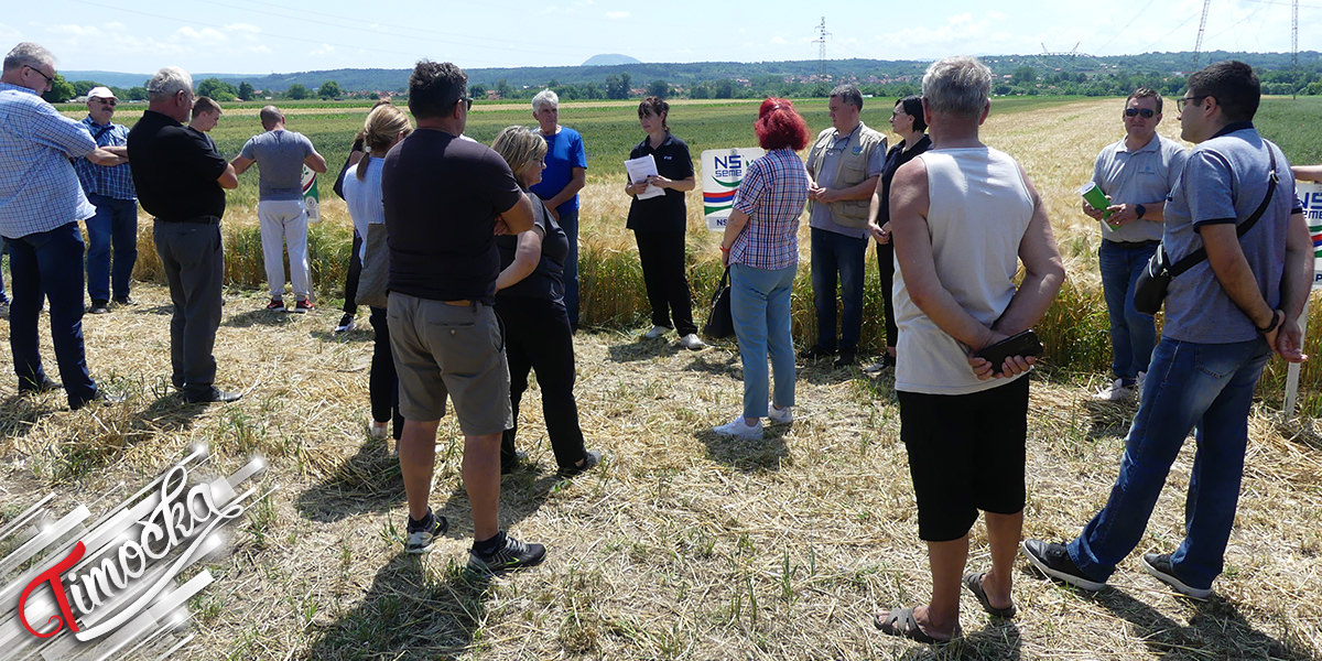 &bdquo;Дан поља&rdquo; у Зајечару