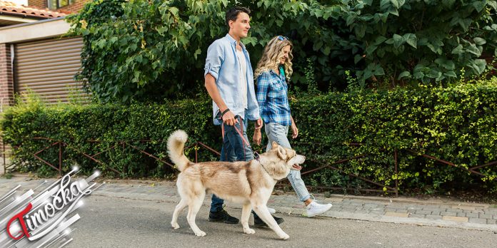 Момак и девојка шетају пса Момак и девојка шетају пса