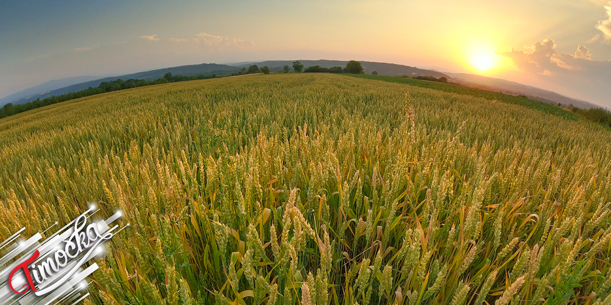 Пшенично поље