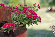 У већини крајева суво са дужим сунчаним интервалима, до 31 степен Цвеће