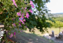 Ујутру по котлинама местимично магла, преко дана сунчано Цвеће, природа