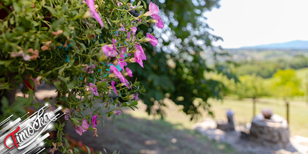 Цвеће, природа Цвеће, природа