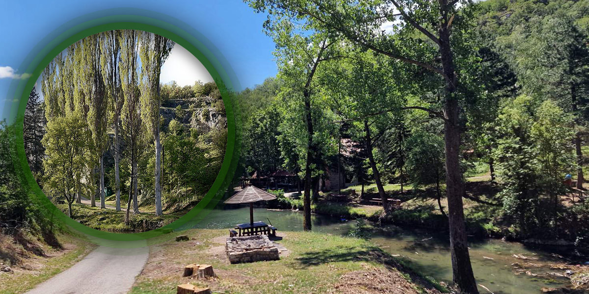 Град Бор: Због безбедности посетилаца, по налогу инспекције посечене тополе код Лазареве пећине