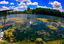 Веома топло и изнад већег дела претежно сунчано, до 38 степени Језеро, лабуд