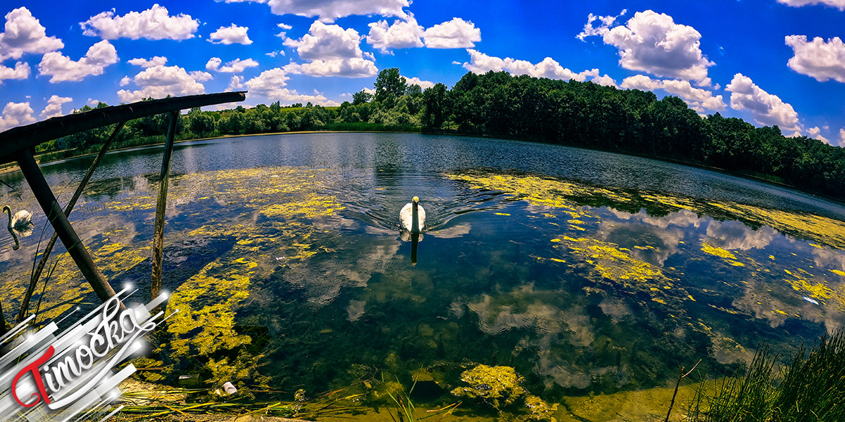 Jezero, labud