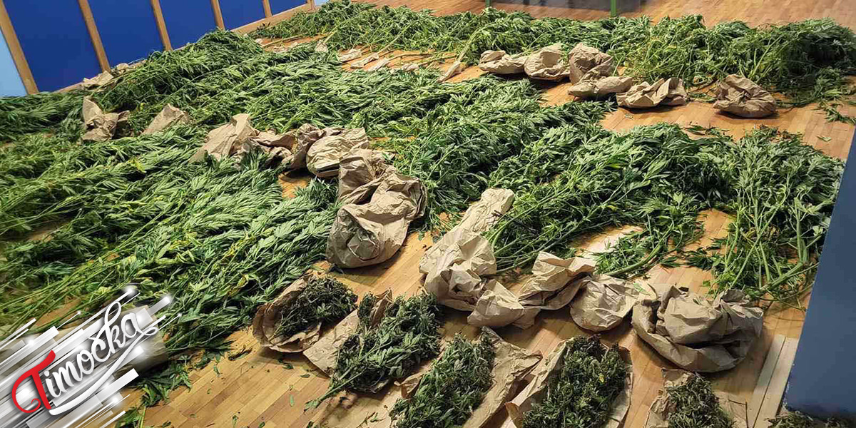 Марихуана Марихуана