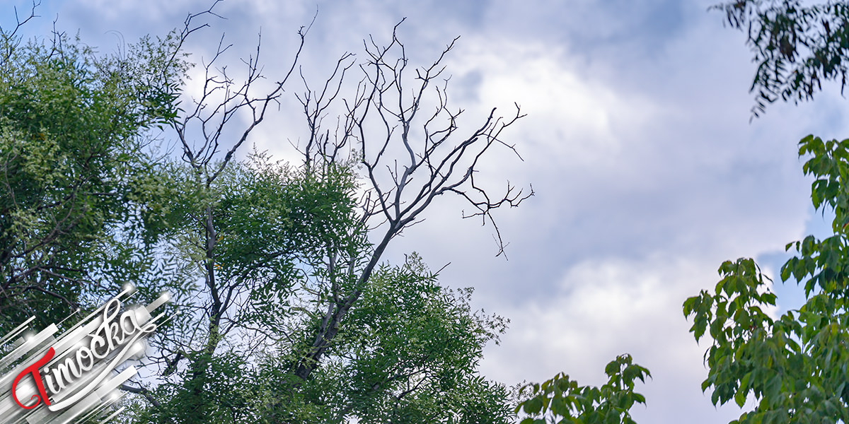 Облаци, дрвеће