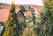 Мало топлији ваздух са запада и сунчано, ретка појава краткотрајне кише понегде Цвеће, парк