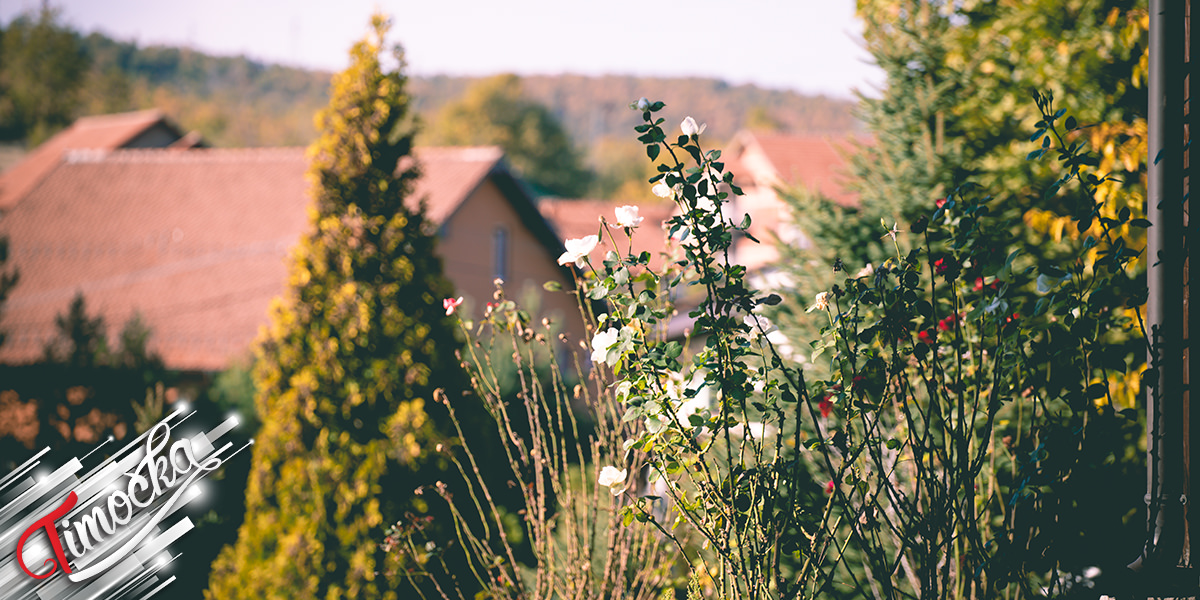 Цвеће, парк