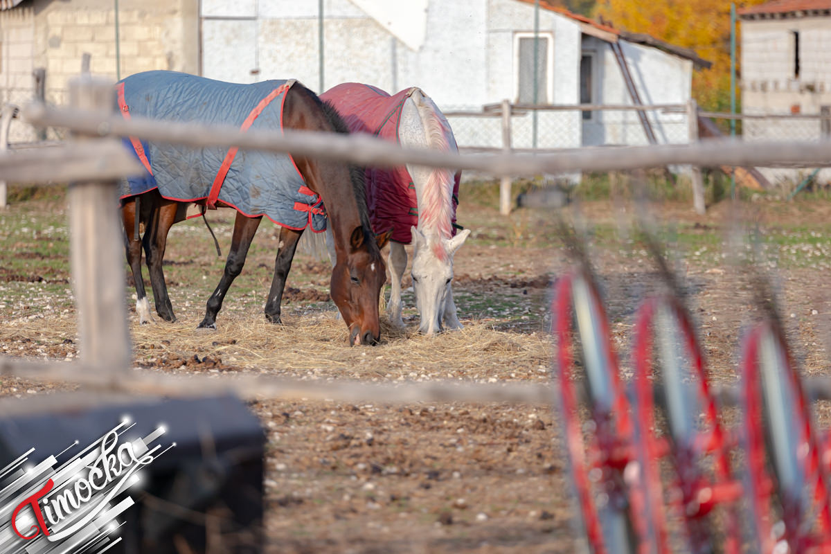 Konjički klub „Cavallo” u ataru sela Zlot pored Bora sve posećeniji