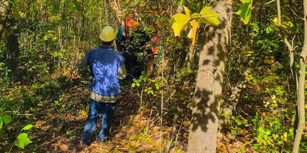 Počela sanitarno-uzgojna seča u Park šumi „Kraljevica”