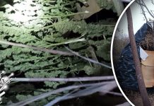 У атару села у околини Сокобање заплењено 36 килограма марихуане У атару села у околини Сокобање заплењено 36 килограма марихуане