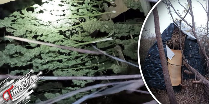 У атару села у околини Сокобање заплењено 36 килограма марихуане