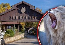 Зоолошки врт у Бору права атракција за посетиоце (ФОТО + ВИДЕО) Зоолошки врт у Бору права атракција за посетиоце