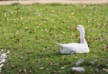 Претежно сунчано и топло за овај период године, до 16 степени Гуска, јесен