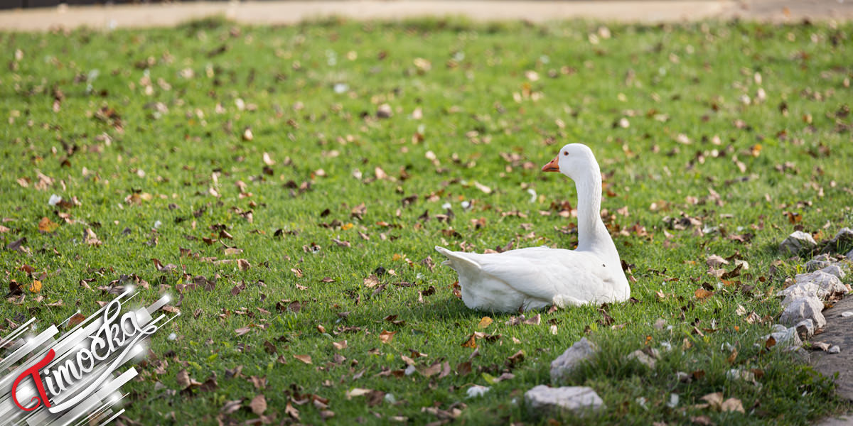Гуска, јесен