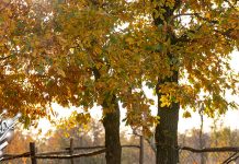 Преподне облачно, током дана са сунчаним интервалима Јесен, дрвеће