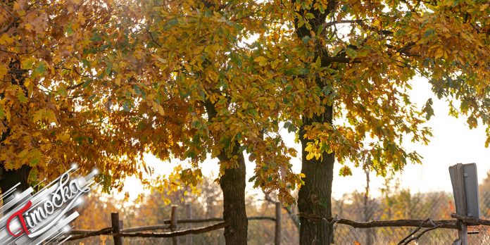 Јесен, дрвеће Јесен, дрвеће