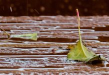 Киша током дана и хладније, ветар умерен Киша, лишће