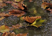 Хладно и облачно, а понегде могуће и слабе падавине Опало лишће, киша