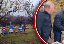 Наредне године у Бору шест милиона динара за пчеларство Градоначелник Бора Александар Миликић са сарадницима обишао пчелињак Бранислава Крстића у насељу Малазија