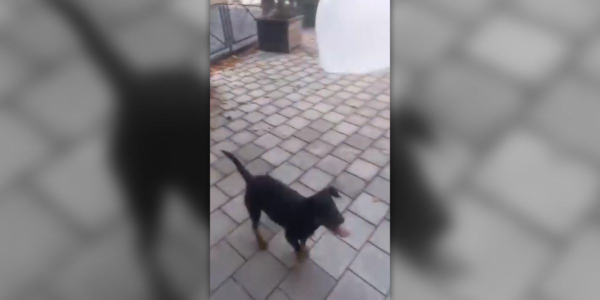 Петардама усмрћен пас у Зајечару