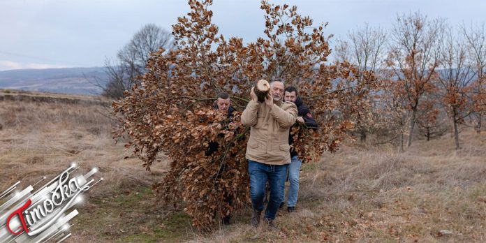 У Зајечару на Бадње јутро традиционално исечен бадњак У Зајечару на Бадње јутро традиционално исечен бадњак