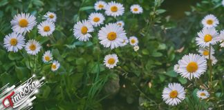 Пролећно време: сунце, умерена облачност и ретка киша у планинама Бела рада, цвеће