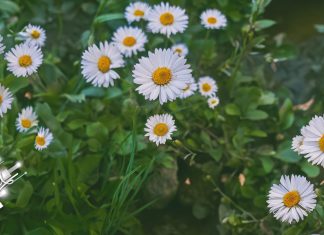 Пролећно време: сунце, умерена облачност и ретка киша у планинама Бела рада, цвеће