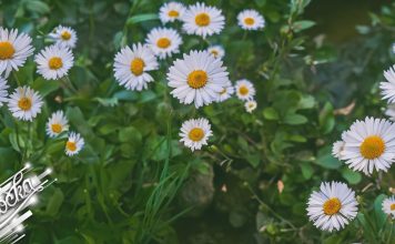 Пролећно време: сунце, умерена облачност и ретка киша у планинама Бела рада, цвеће