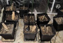 У околини Неготина откривена лабораторија са опремом за узгој марихуане