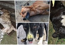 У Браћевцу масовно тровање паса У Браћевцу масовно тровање паса